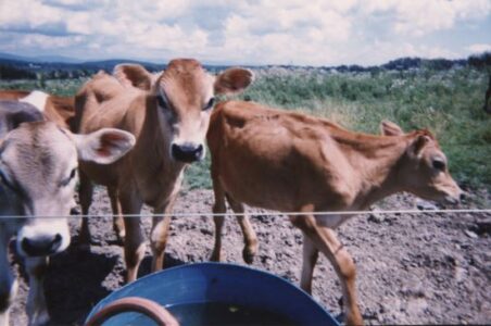 How to Choose Cows for a Micro or Small-Herd Dairy Image